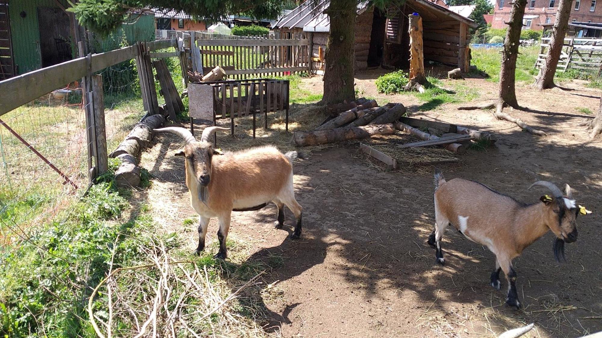 Ferienwohnung Sonnenschein Mit Kleinem Bauernhof Thale Luaran gambar