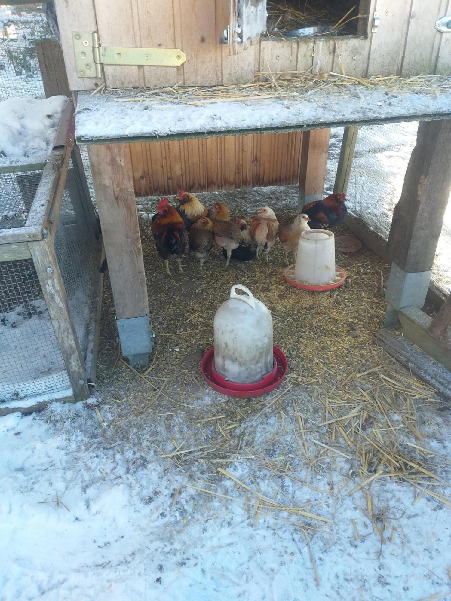 Ferienwohnung Sonnenschein Mit Kleinem Bauernhof Thale Luaran gambar